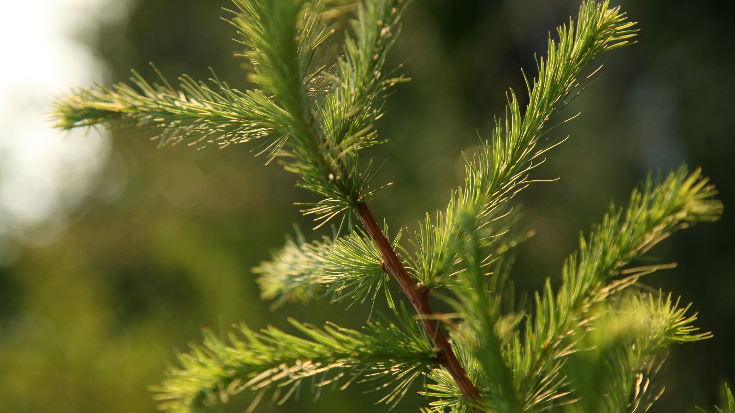 BREEAM och BREEAM-NOR